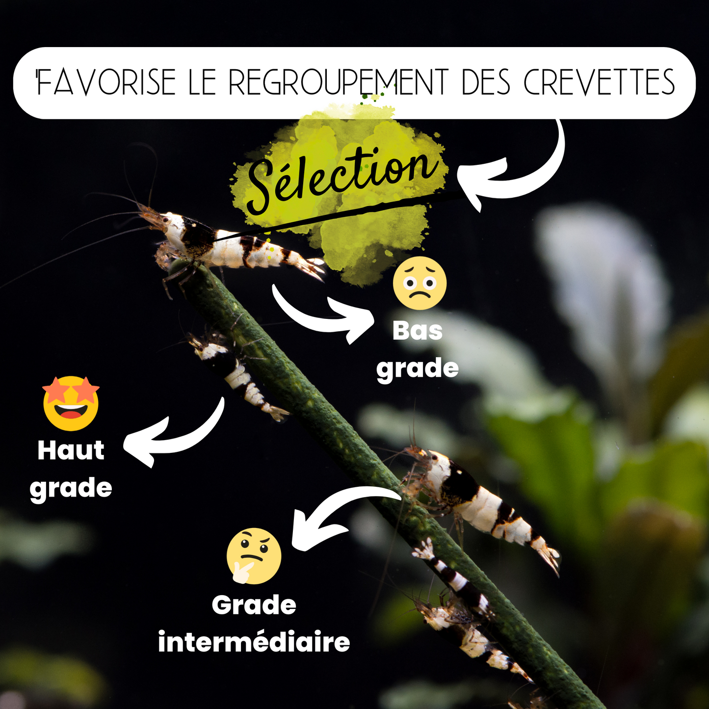 Lollies "Carotène" pour crevettes d'aquarium