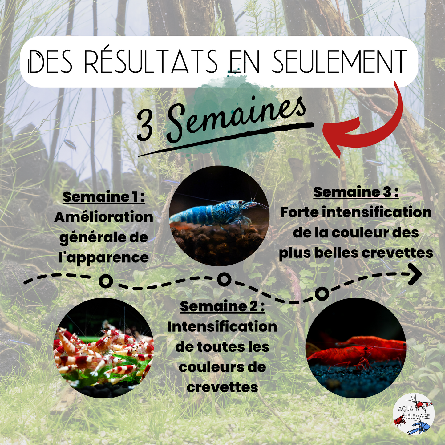 Granulés "Couleur" pour crevettes d'aquarium