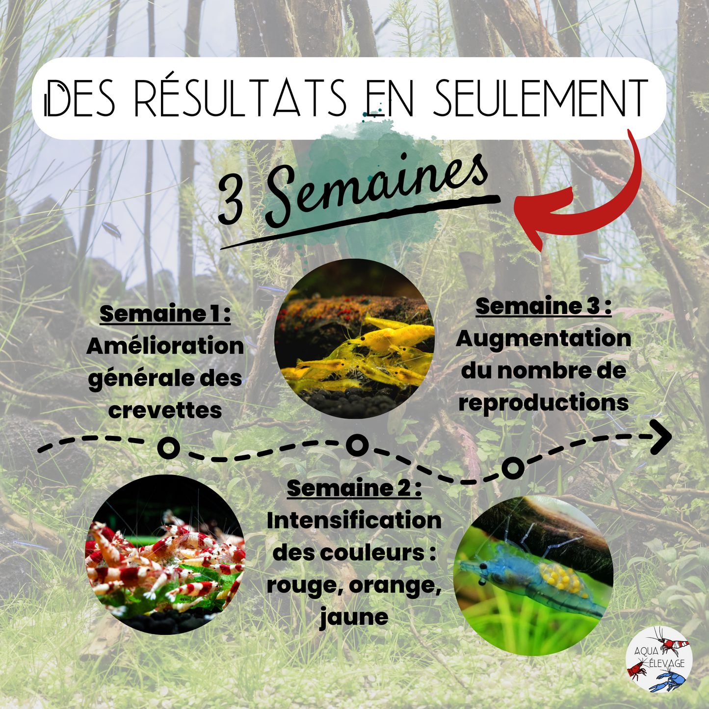 Granulés "Végétaux" pour crevettes d'aquarium