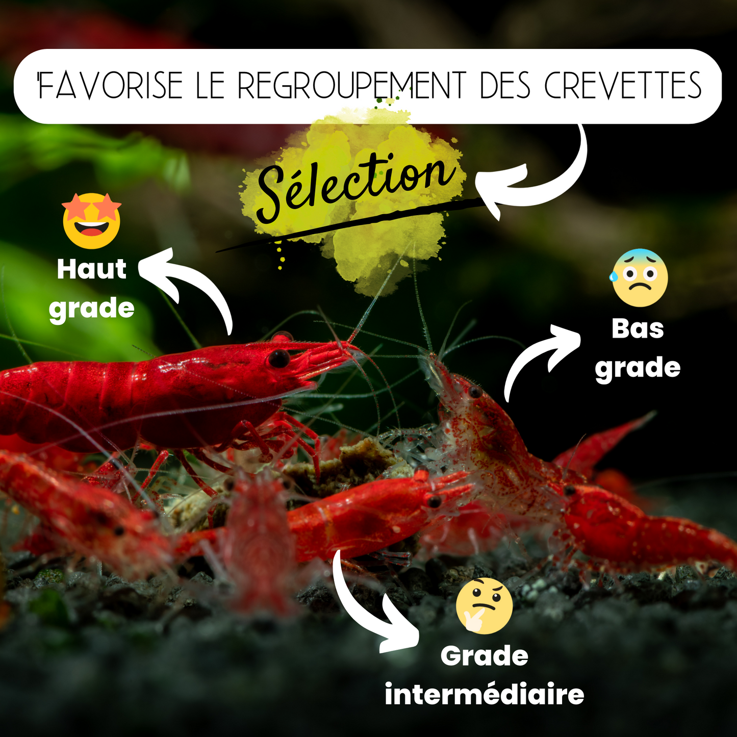 Granulés "Couleur" pour crevettes d'aquarium