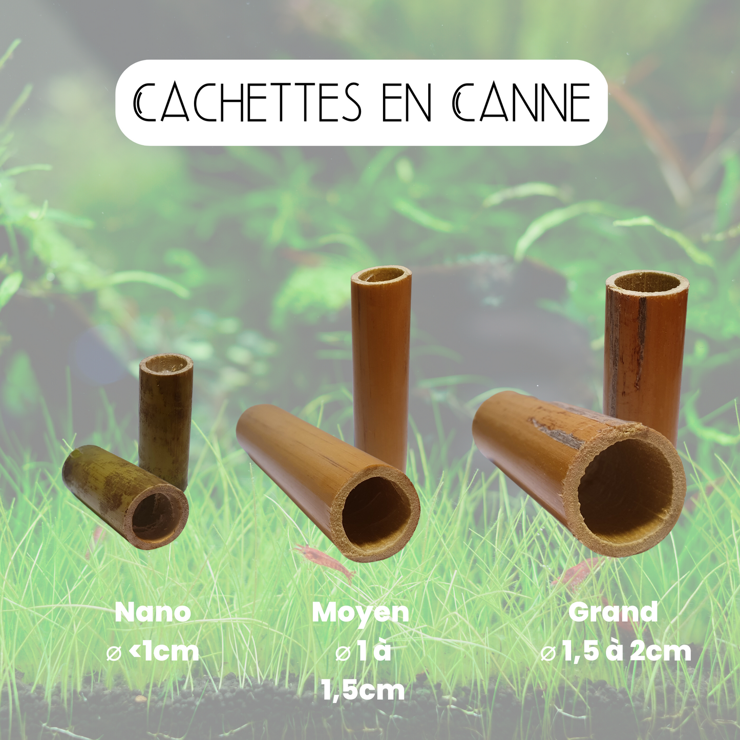 Cachettes en canne