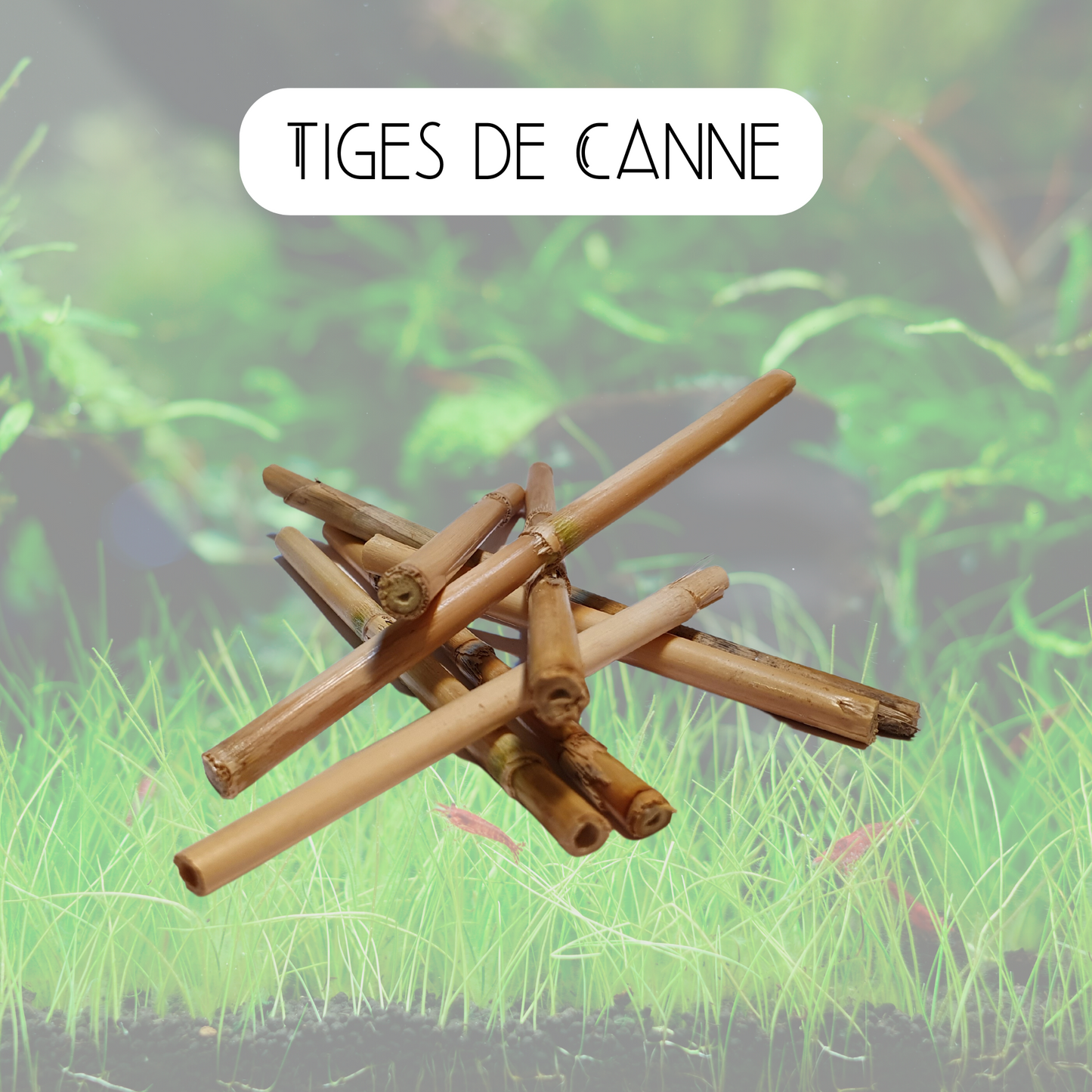 Tiges de canne
