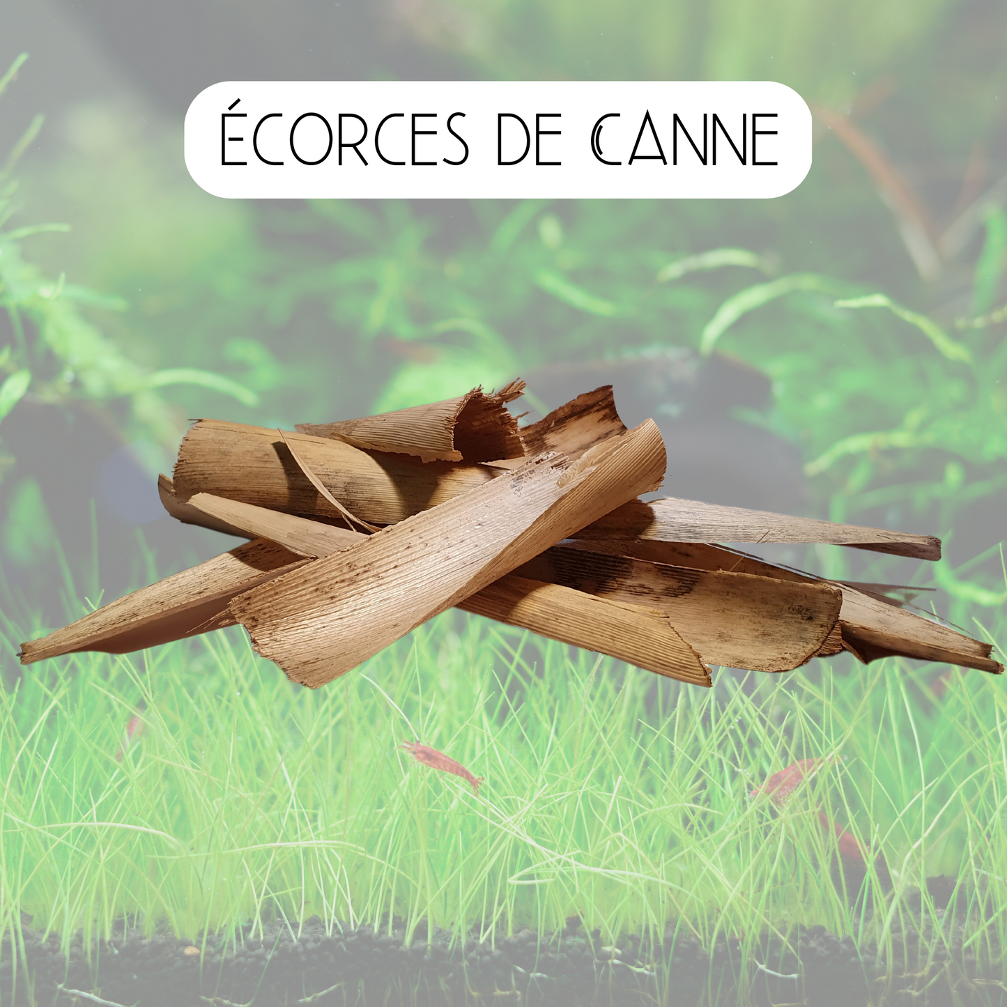 Écorces de canne