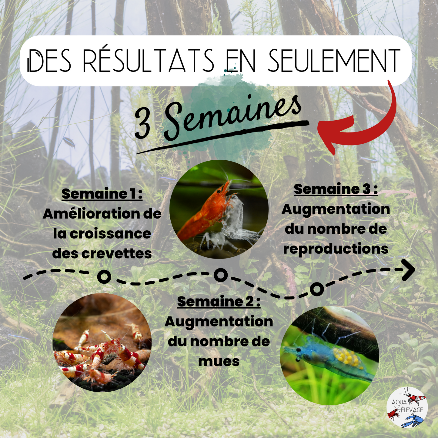 Granulés "Mue & Reproduction" pour crevettes d'aquarium