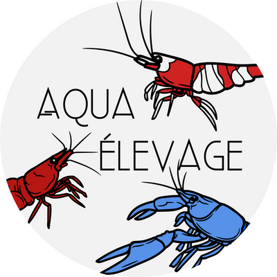 Logo AquaElevage avec crevettes d'aquarium et écrevisses