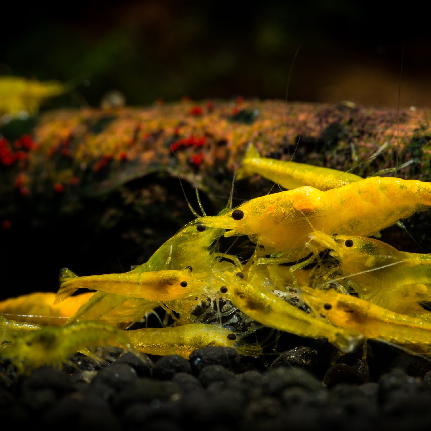 Granulés Végétaux pour crevettes d'aquarium – AquaElevage