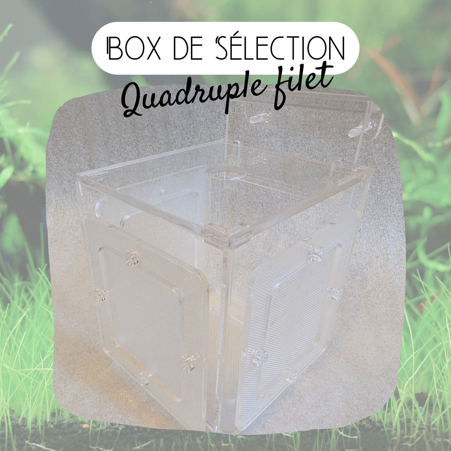 Box de sélection - 4 filets - 10*10*10cm