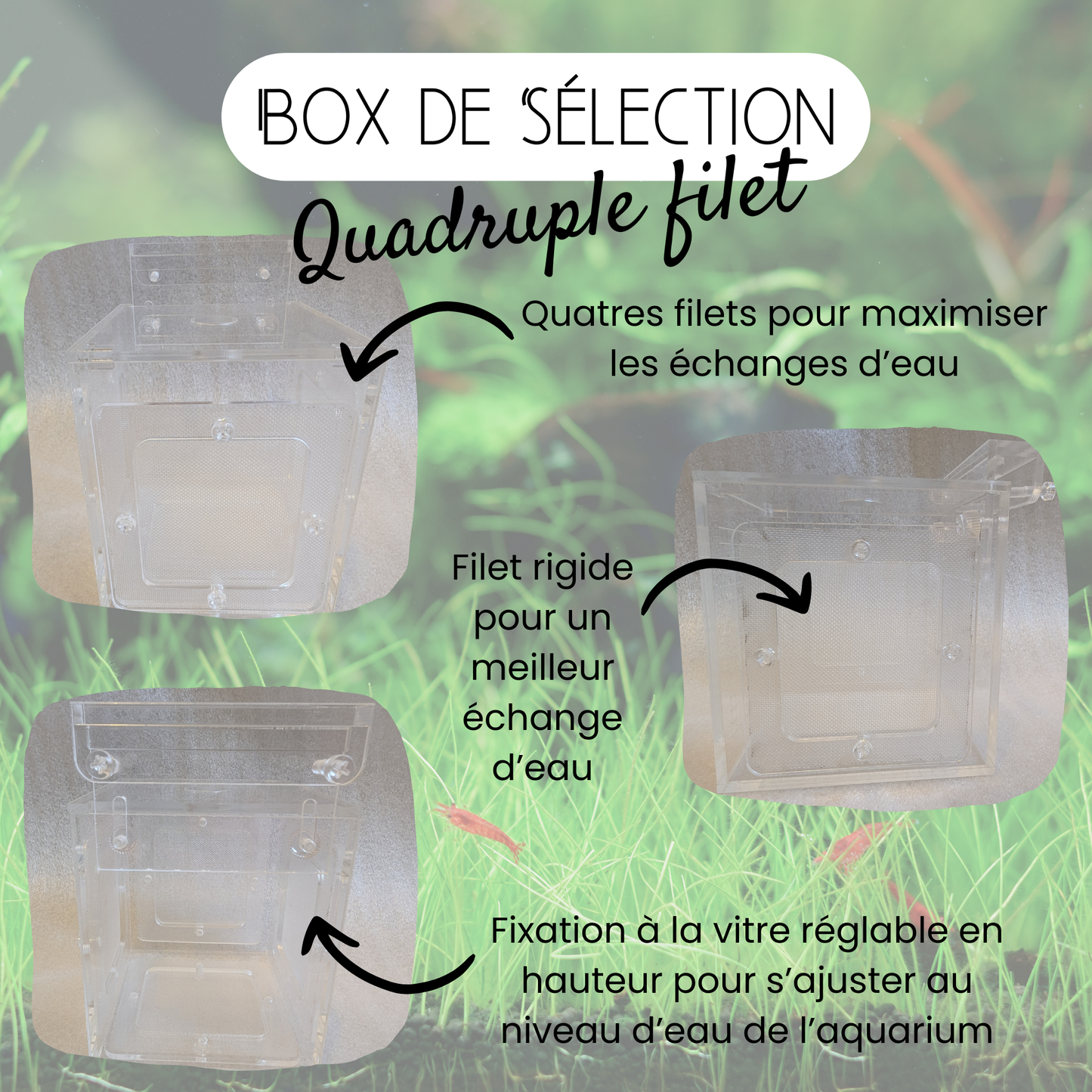 Box de sélection - 4 filets - 10*10*10cm
