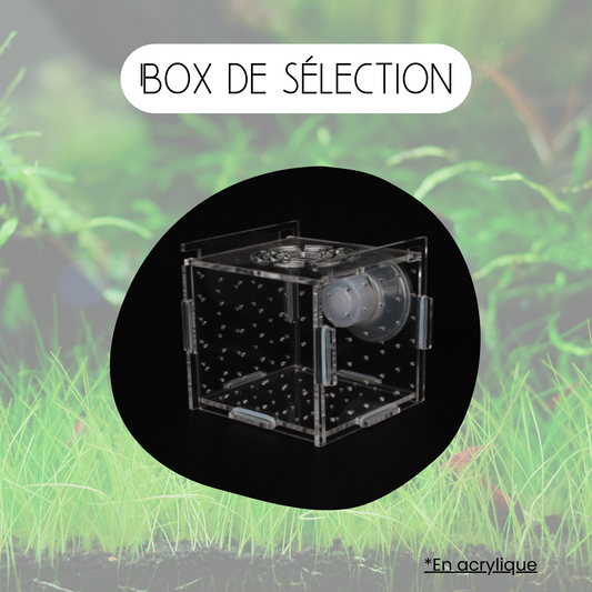 Box de sélection