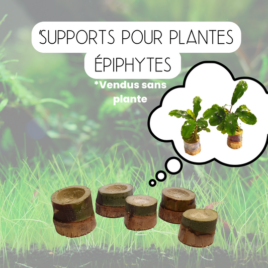 Support pour plantes épiphytes