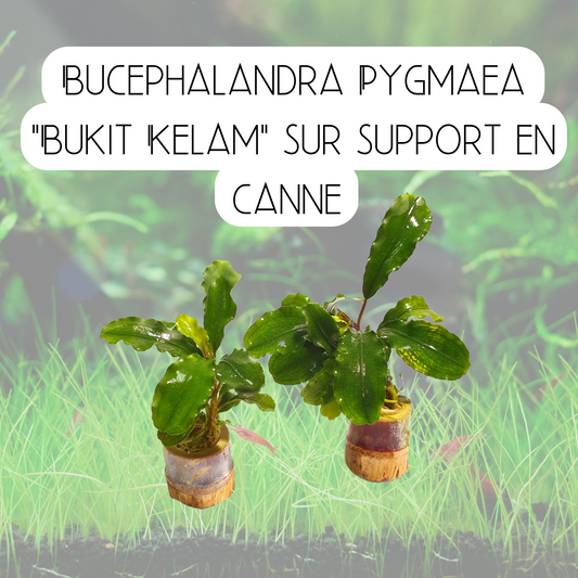 Bucephalandra Pygmaea "Bukit Kelam" sur support en canne