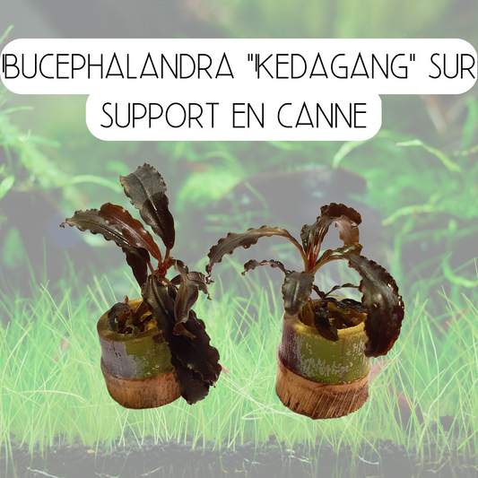 Bucephalandra "Kedagang" sur support en canne